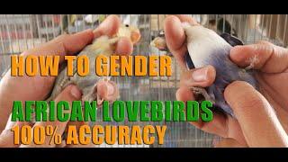 HOW TO GENDER AFRICAN LOVEBIRDS 100% ACCURACY