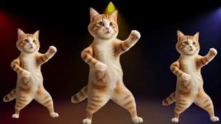 Wonderful Cat videos funny dance #funnycats #dancingcat #catlovers  #trendingmusic