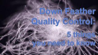Down Feather Quality Control: 5 things you need to know(2021 Update)
