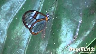 Heterosais edessa - Glasswinged butterfly (Godyridina) Borboleta transparente