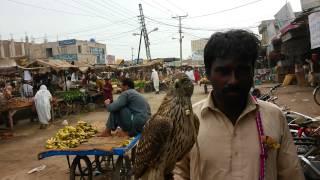 Pakistani eagle punjab sindh sargodha multan faisalabad