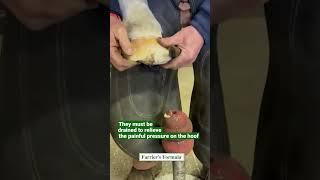 Farrier Drains Horse's Painful Hoof Abscess: Part 1 #hoofcare #HoofAbscess #farrier #horse