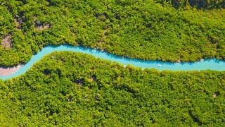 BIG Fish Hide In This Skinny Mangrove Creek.