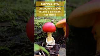 Кесарев гриб - справочник грибов