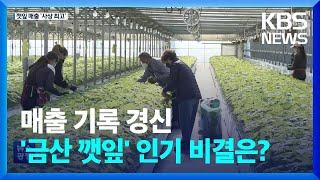 깻잎 매출 사상최고 또 경신…‘인구 5만’ 금산의 희망 / KBS  2023.01.11.