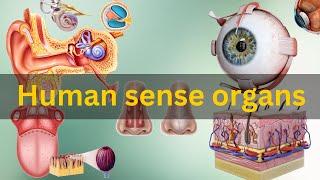 Human sense organs, Human sense organs and their functions, Human sensory organs