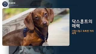 닥스훈트의 매력과 양육 팁 #댕댕백과 #강아지 #미네르바 #AI #인공지능