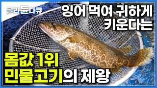 천상의 맛이라는 한국 민물고기 몸값 1위 쏘가리｜육식성에 예민한 쏘가리 치어에게 잉어 치어 먹이며 애지중지 키우는 쏘가리 양식장｜희귀 양식 도전 성공하기까지｜극한직업｜#골라듄다큐