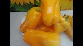 САМЫЕ КРУПНЫЕ ПЕРЦЫ. Ольга Чернова.