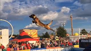 Belgian Malinois, Amazing Athlete!!!