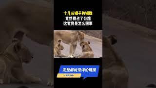 （3/3）十几头狮子的狮群，竟然霸占了公路，这究竟是怎么回事 #科普 #自然 #冷知识