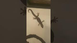 My mourning gecko #animal #geckos #reptile #petreptile #lizard #mourninggecko