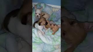 chihuahua