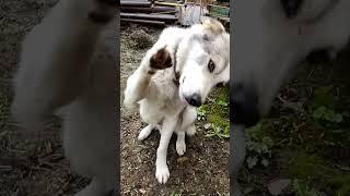Милаш Собака друг человека  Ставьте лайки и Подписывайтесь на мой канал)))