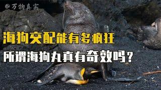 坐拥后宫佳丽三千，为了交配不吃不喝，海狗繁殖能有多疯狂？【万物真实】