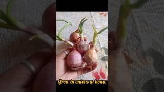 #how to grow Onion at home #shortsfeed