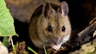 Wood mouse preening, UHD 4K