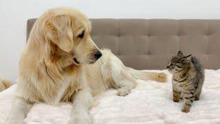 Adorable Golden Retriever Meets New Tiny Kitten For The First Time!