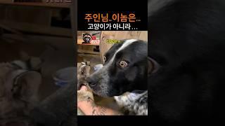 주..주인님...이놈은..고양이가 아니라!!..
