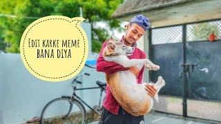 Meme bana diya #funnydog #dogfight #viraldog #cutepuppy #dogfights #short