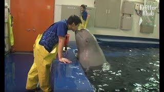 Beluga Whale Has A Crush On A Cute Zookeeper | Kritter Klub