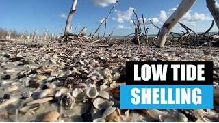Finding seashells at low tide. The 10,000 islands Florida has the goods!
