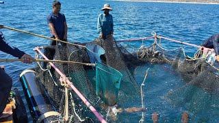 Nuôi Mực Nhảy Bằng Công Nghệ Mới | VTV9 Nhịp Sống Phương Nam | Mực Nhảy Biển Đông
