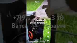 АЛИБИ - скот уничтожит  приборы учета без следа http://xplomba.ru/     https://vk.com/id661793523