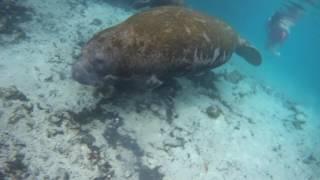 Lamantins / Manatees Crystal River Florida