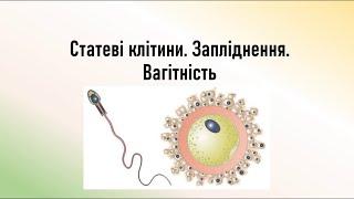 Біологія людини. Статеві клітини. Запліднення. Вагітність