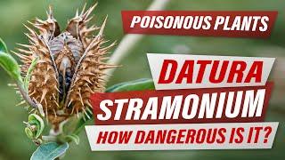 DATURA STRAMONIUM - Top Poisonous Plant in the World