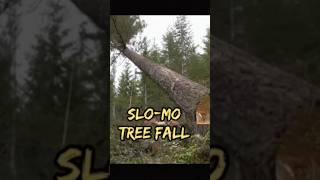 Slow Motion Tree Fall