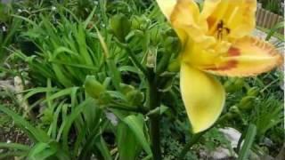 hemerocallis - black eye susan seedling