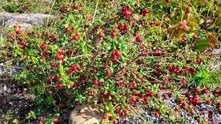 Chilean Guava (Ugni molinae) - exotic little fruit shrub for Germany