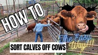 How to Sort Young Calves off Cows - the Easy Way