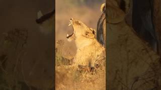 Lioness in best light #explore #nature #africa #kruger #lions #lion #lioness #gold #youtubeshorts