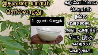 1 ரூபாய் போதும் !! கறிவேப்பிலை செடியில் நல்ல வாசனை, அதிக துளிர்கள், பெரிய இலைகள் பெற இதை கொடுங்க !!