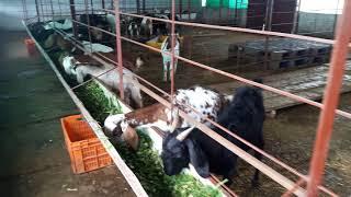 palde's samarth goat farm, anjaneri (trambk) nashik