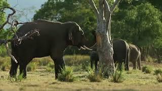 Why do elephants strip the bark off trees? | Leopard Trails