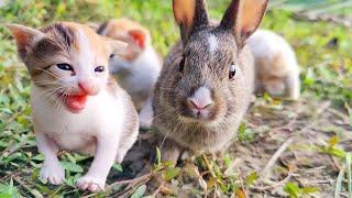 Rabbit Playing with kitten | Kitten Meowing Sound #pets #rabbit #kitten