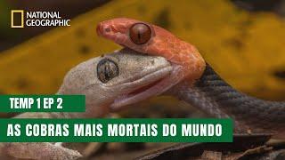 As Cobras Mais Perigosas do Mundo  | Cobras da África | Temporada 1 Episódio 2