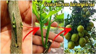 COMO FAZER ENXERTIA DE LARANJAS (CITROS) através da borbulha //DICAS para um ótimo resultado