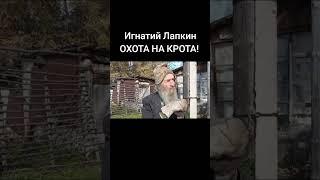 особенности охоты на крота