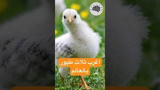 لن تصدق عينيك | أغرب ثلاث طيور ستراها في حياتك