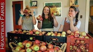 Four Ways to Put Up Apples | Heartway Farms | How to Use and Store Apples | Fall Apple Harvest