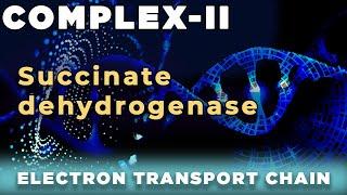 Succinate dehydrogenase | Succinate-coenzyme Q reductase | Complex II