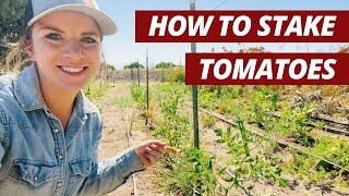 2 Best Methods for Staking Tomato Plants