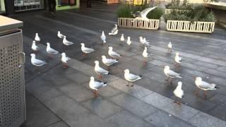 Dandenong plaza feed for dove