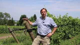 Tom Higgins of Heart and Hands Wine Company