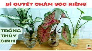 How to grow and care for indoor plants in the form of aquatic | Plants in water | Thanh Moc Garden